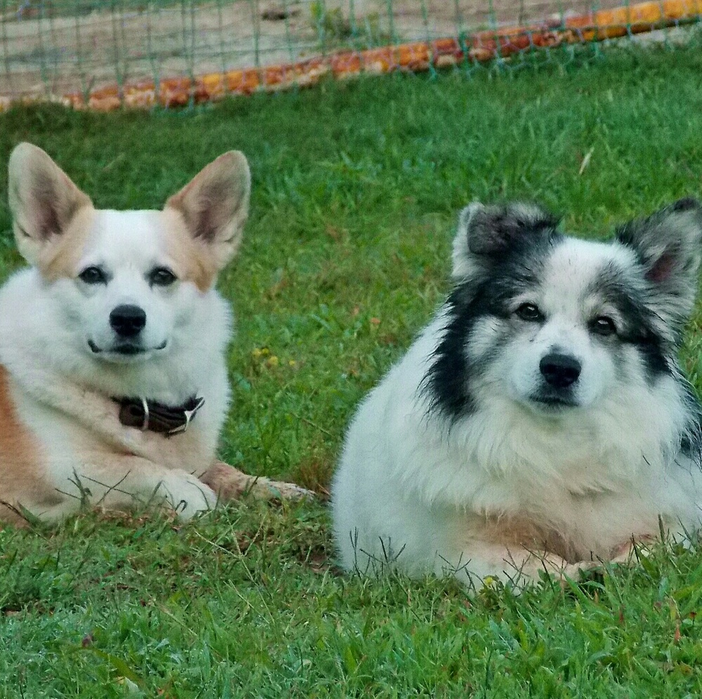 🐶🐹🐴 FYI 🐴🐹🐶 - Picture 3 of 8